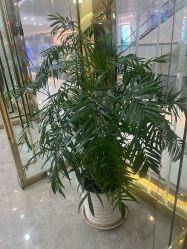 -CICI纤美·科技减肥美容