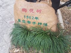 梅花树石碑-广东温泉宾馆