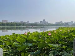 -莲花池公园