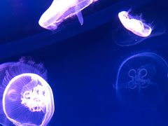 -芜湖新华联大白鲸海洋公园