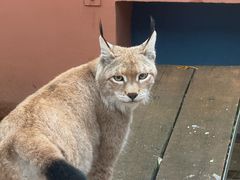 -青藏高原野生动物园