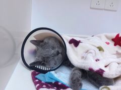 -关爱宠物医院·猫科中心·消化科(滨湖万达分院)