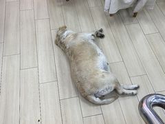 -南沙辉记烧鸡·荔枝木炭火吊烧(旧镇店)