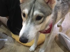 -Husky Go! 哈士奇体验馆·宠物咖啡厅狗咖