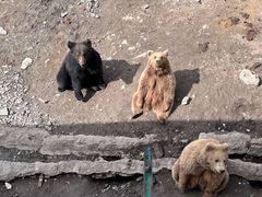 -新疆天山野生动物园