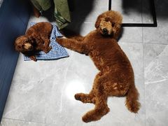 -翊宠yipet猫狗购宠庄园犬舍•猫舍