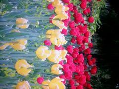 android_upload_pic-洛阳郁金香牡丹园