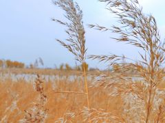 -野鸭湖国家湿地公园