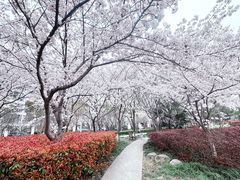 -高东镇樱花园