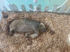 -怪兽屋·羊驼·猫咖·狗咖(俊华广场店)