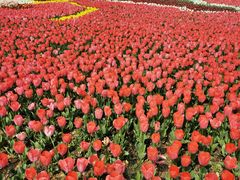 -杭州湾海上花田景区