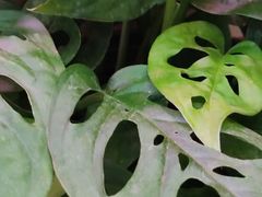 -花鸟鱼虫鲜花绿植市场(玉泉路店)