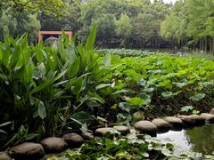 -陈家山荷花公园