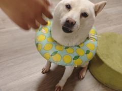 -柴迷FANS CLUB·柴犬狗咖·猫咖