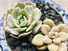 -三圣花乡旅游区