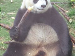 -泉州海丝野生动物世界