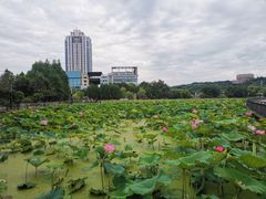-月湖风景区