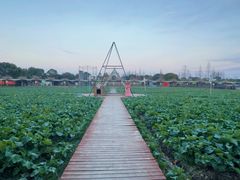 -金稼园·金平湖农家菜