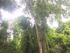 -西双版纳原始森林公园
