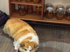 -肥朵食堂(带梦胡同店)