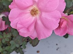 -人民公园(罗湖区)