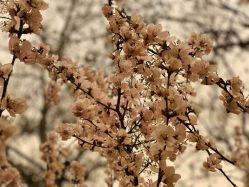 -北京七彩云南翡翠珠宝旗舰店(月坛店)