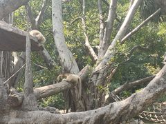 -深圳野生动物园