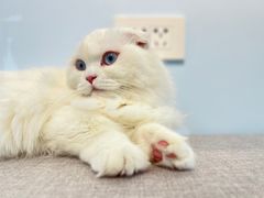 -喵宠乐园·撸猫互动·猫舍