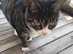 海边的猫和咖啡馆-海边的猫和咖啡馆