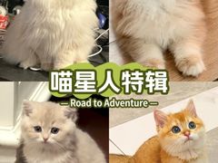 -lincat·猫舍(广州店)