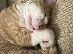 -芭比堂动物医院·CT·微创中心(新顺分院)