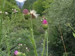 -九寨沟-树正沟
