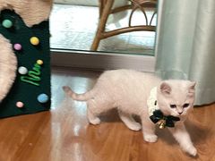 -欣宠猫屋·矮脚拿破仑·蓝金金渐层