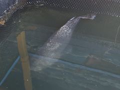 -蓝湾碧波·老字号·疍家非遗海上餐厅