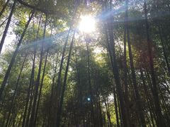-青龙山国家森林公园