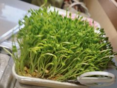 活体豌豆苗-海底捞火锅(南山京基百纳店)