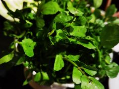 -潮汕三宝鲜牛肉火锅