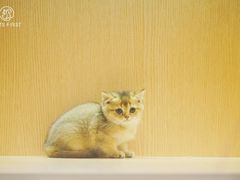 -Pets First伊珊娜洗护·精致美容·家庭式寄养(新会路店)