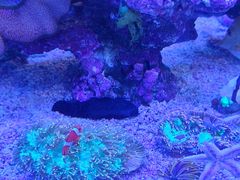 -青石桥花鸟鱼虫市场(叠翠城店)