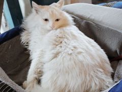 -Babycat私家御饼屋(龙头路一店)