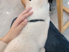 -柴犬小屋·柴餐厅·狗咖食堂(金鼎广场店)