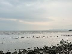 -深圳湾公园(南山区)
