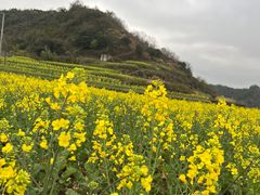 -桑洲油菜花景区