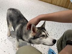 -Husky Go!哈士奇体验馆·宠物咖啡厅狗咖