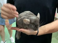 -藦茜花园宠物主题亲子互动体验馆(国顺东路店)