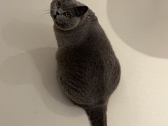 -瑞鹏宠物医院·骨科·猫科·内科(第一中心)