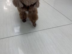 -全心全意连锁动物医院·微创中心·内科急重症·心脏专科(丰管路店)