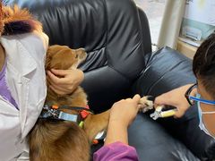 -A猫a狗全科·犬猫异宠·芥西宠物医院(南开总院)