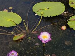-云溪植物园