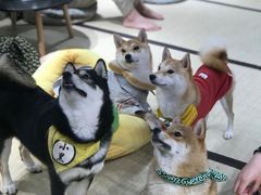-逗柴咖啡屋·狗咖猫咖宠物桌游
